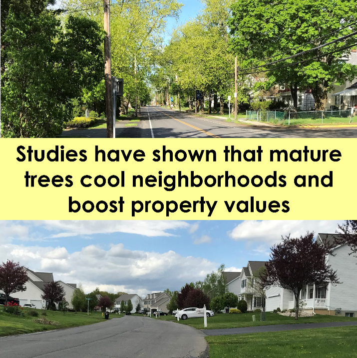 The Benefits Of Trees